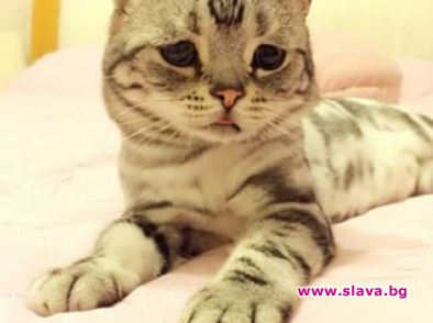 Ето кое е най-тъжното коте в света